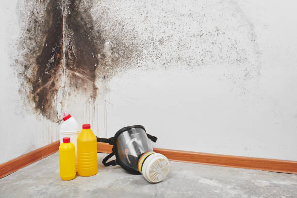 Best Attic Mold Removal  in Bell Acres, PA