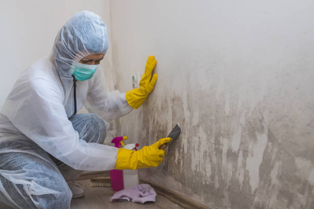Mold Removal Process in Bell Acres, PA