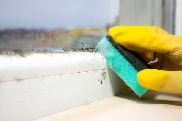 Best Toxic Mold Removal  in Bell Acres, PA