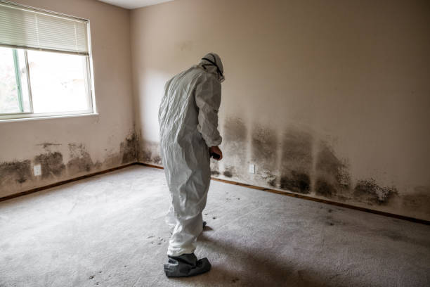 Best Residential Mold Removal  in Bell Acres, PA